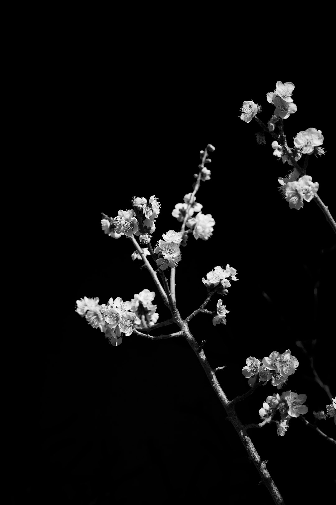 project-02-b a-black-and-white-photo-of-some-flowers-k18srfvlezo