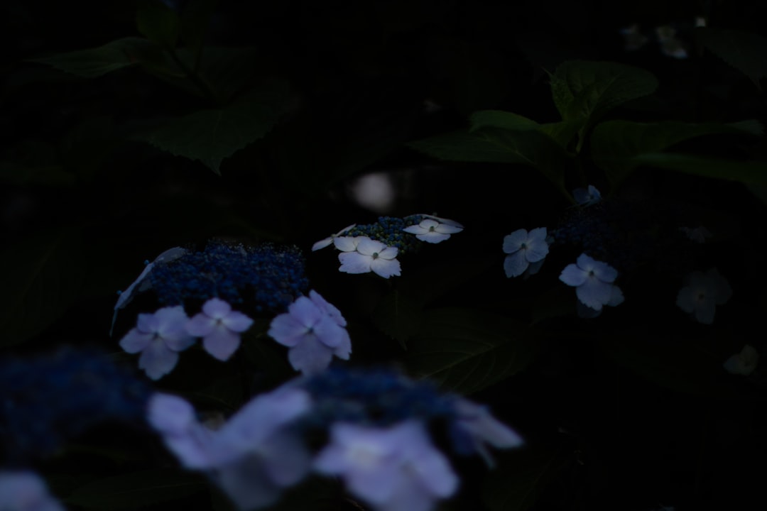 a-bunch-of-flowers-that-are-in-the-dark-peunkqgwfhi