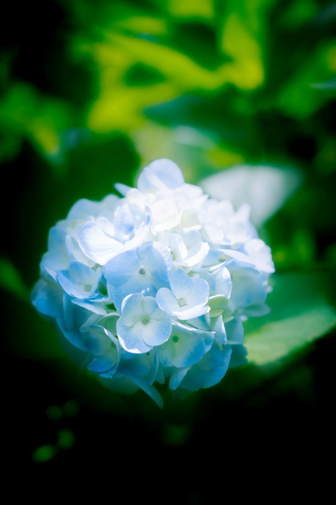 hydrangea.