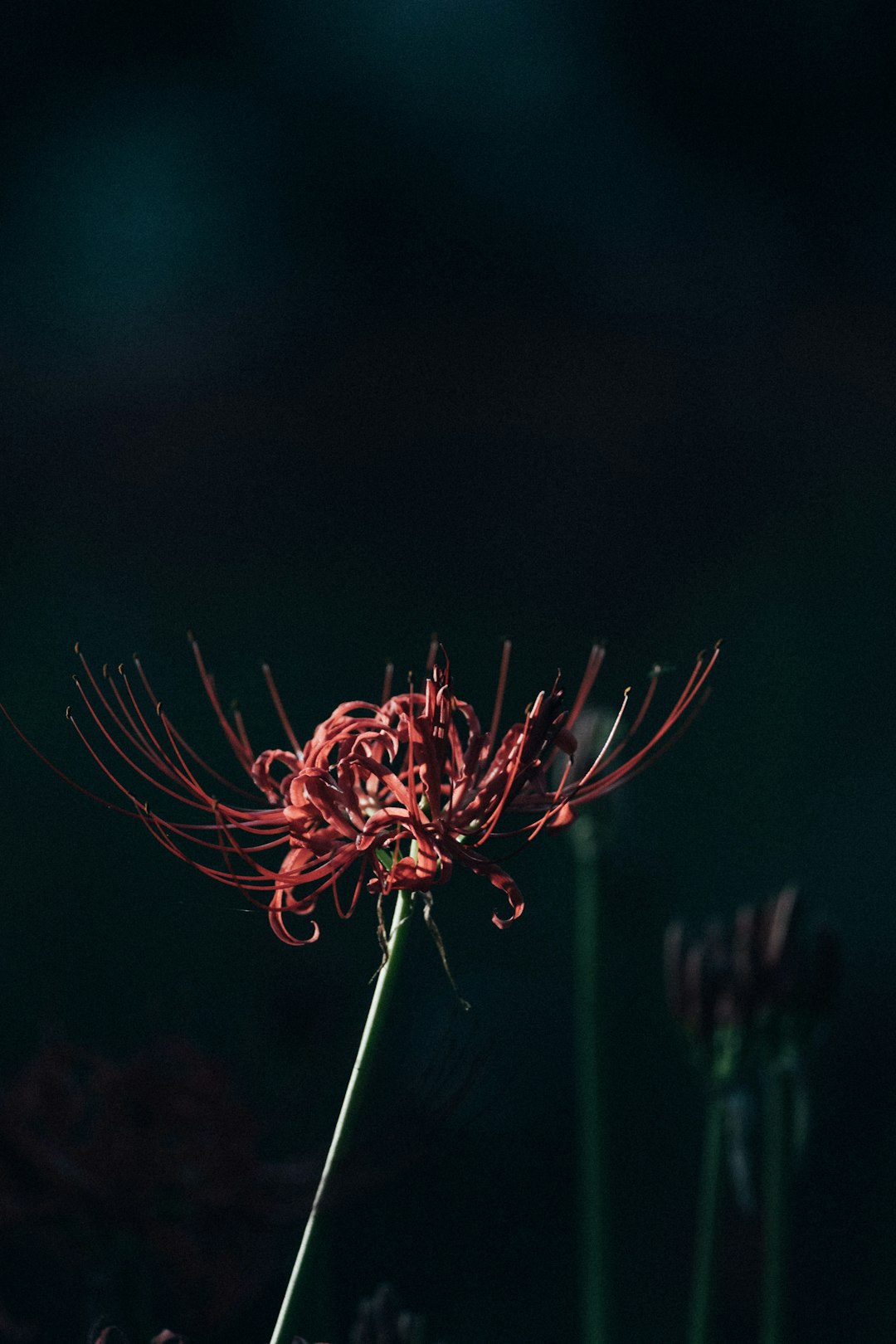 A Close Up Of A Flower With A Blurry Background 2cgehrj1jyo