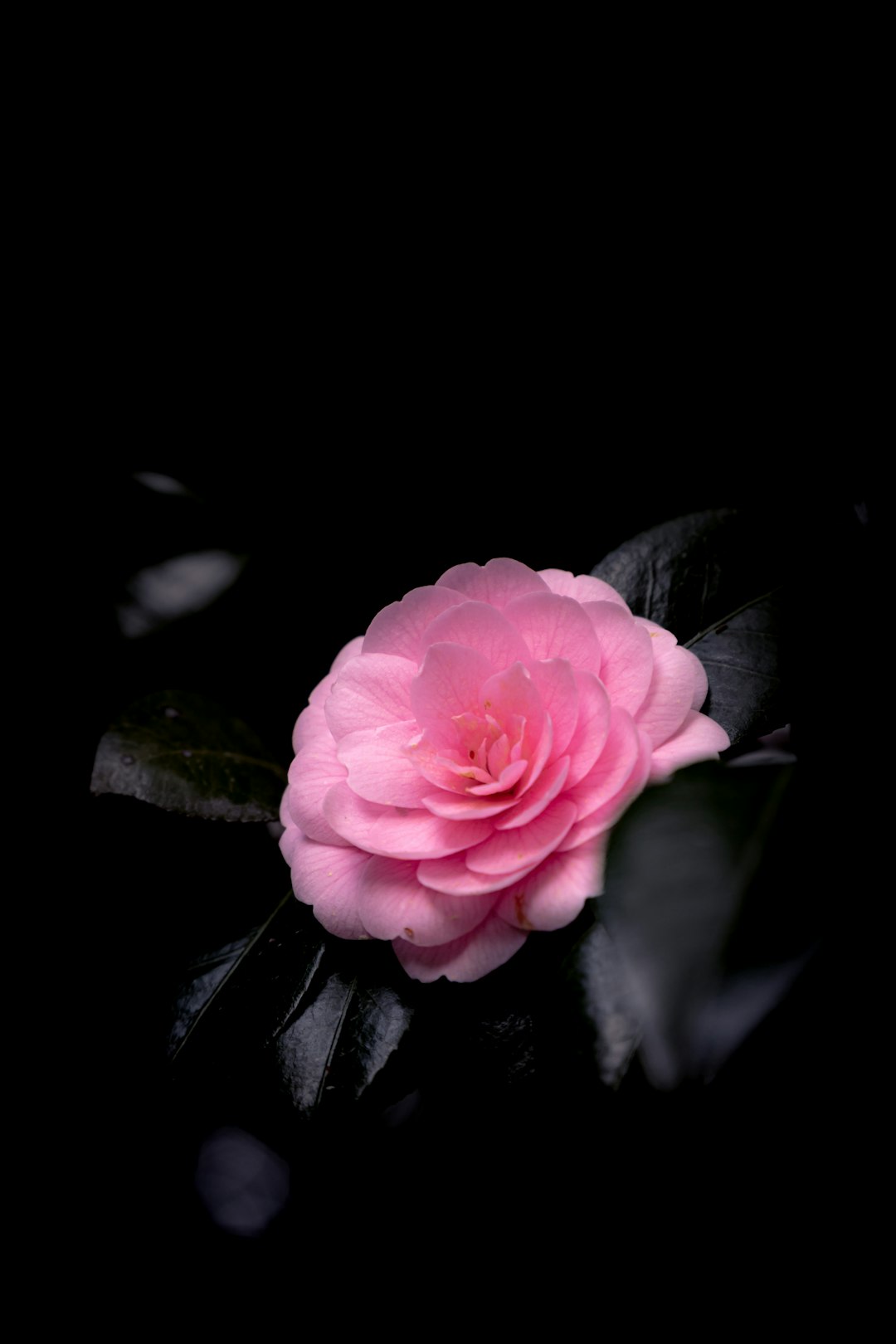 A Pink Flower With Green Leaves On A Black Background Onwf8s2mfw4