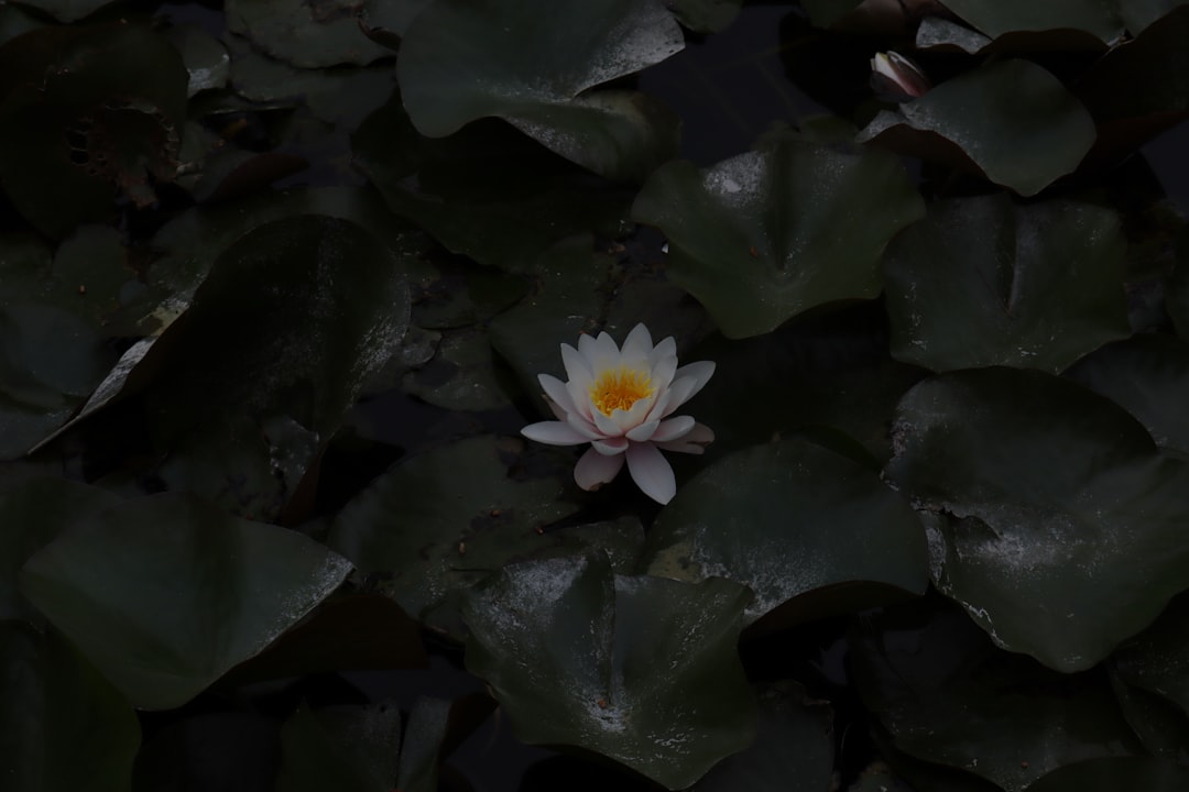 a-white-and-yellow-water-lily-floating-on-top-of-green-leaves-qcoie4zf7po