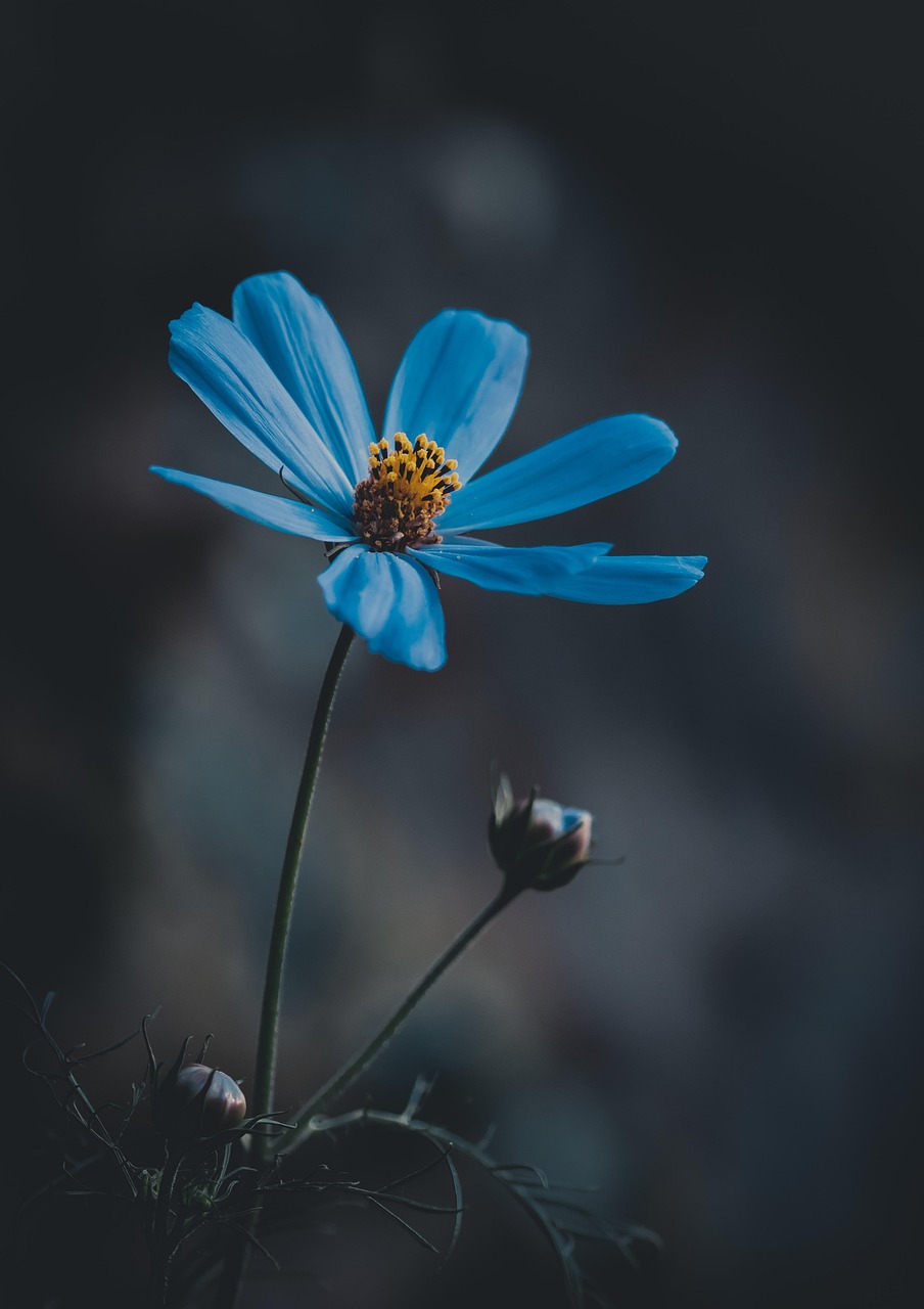 blue flower, wildflower, meadow, nature, nature, nature, nature, nature, nature
