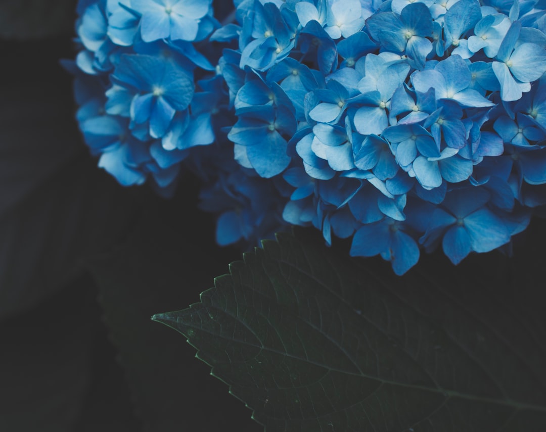 hydrangea blooming