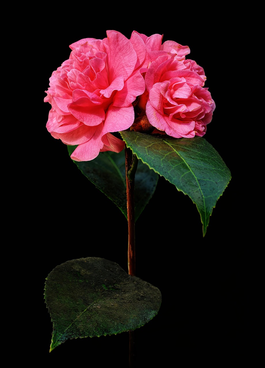 projects-header camellia, flower, bloom, blossom, petals, camellia japonica, nature, beautiful flowers, flower wallpaper, japanese rose, camellia debbie, flower background, evergreen, shrub, pink flower, flora, plant, leaves