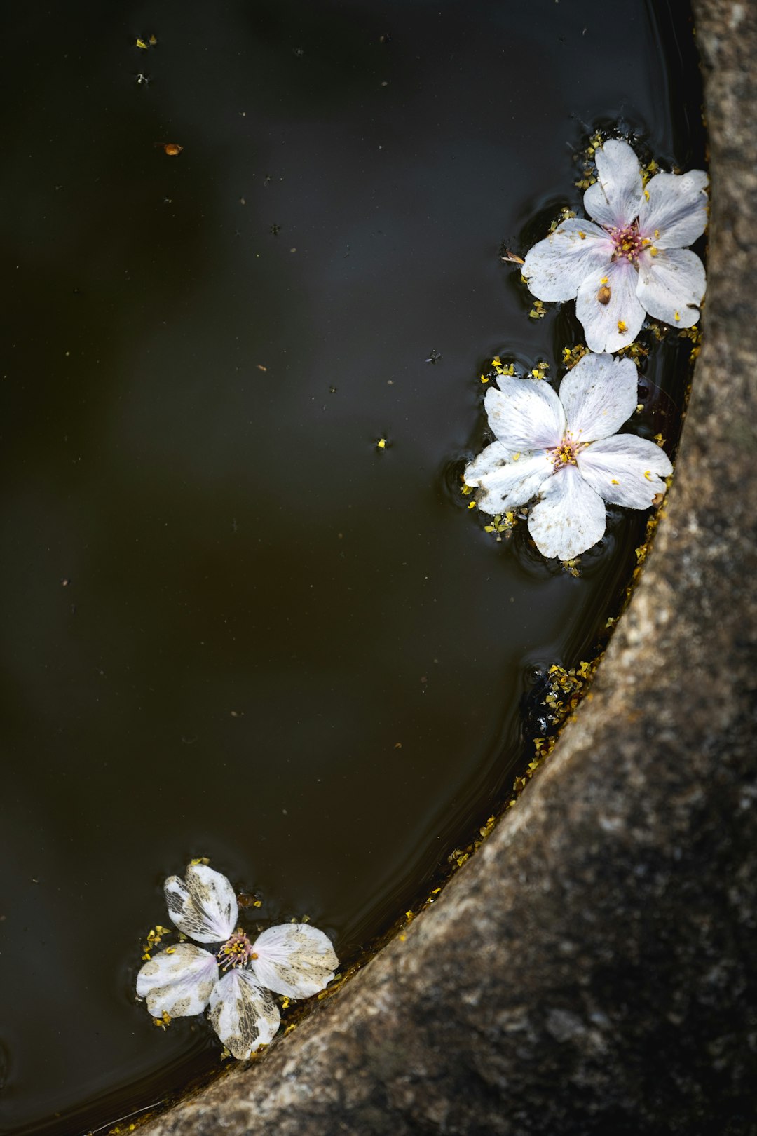 Cherry Blossoms Float On The Waters Surface Rp5s0m9tgqq