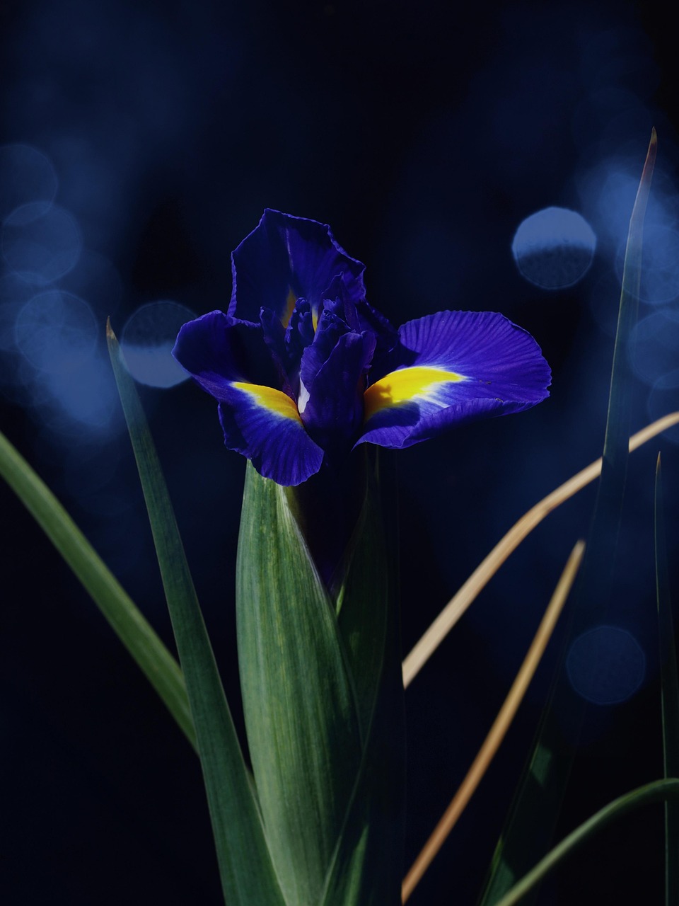 dutch iris, blue flower, flower, blue petals, petals, blossom, bloom, flower background, spring, plant, flora, nature, close up, beautiful flowers, single flower, flower wallpaper