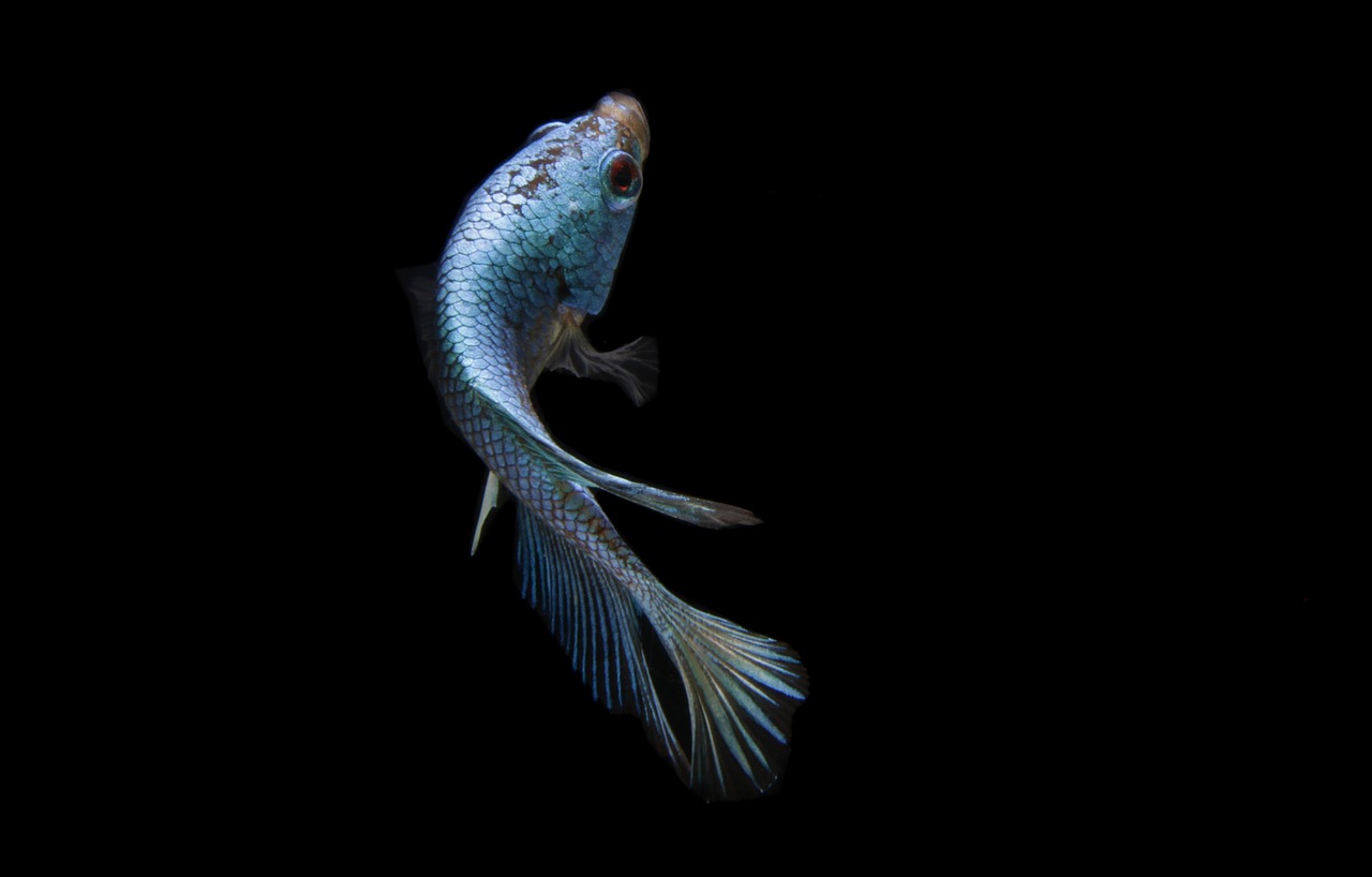 fish, betta fish, blue fish, animal, scales, ornamental fish, nature, swimming, macro, black background, fish, fish, fish, fish, fish, black background