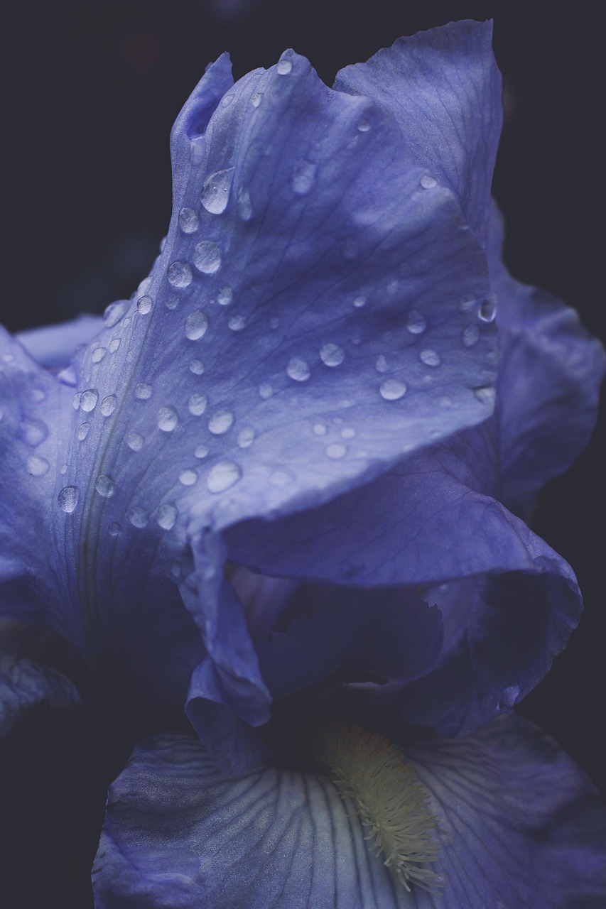 flower, flower background, macro, blue, nature, drops, beautiful flowers, flower wallpaper, water, rain, dark, flora