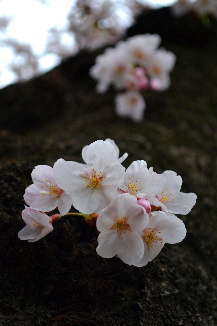 flower, flower background, sakura, japan, spring, pink, beautiful flowers, blossom, flower wallpaper, nature, flora, japanese