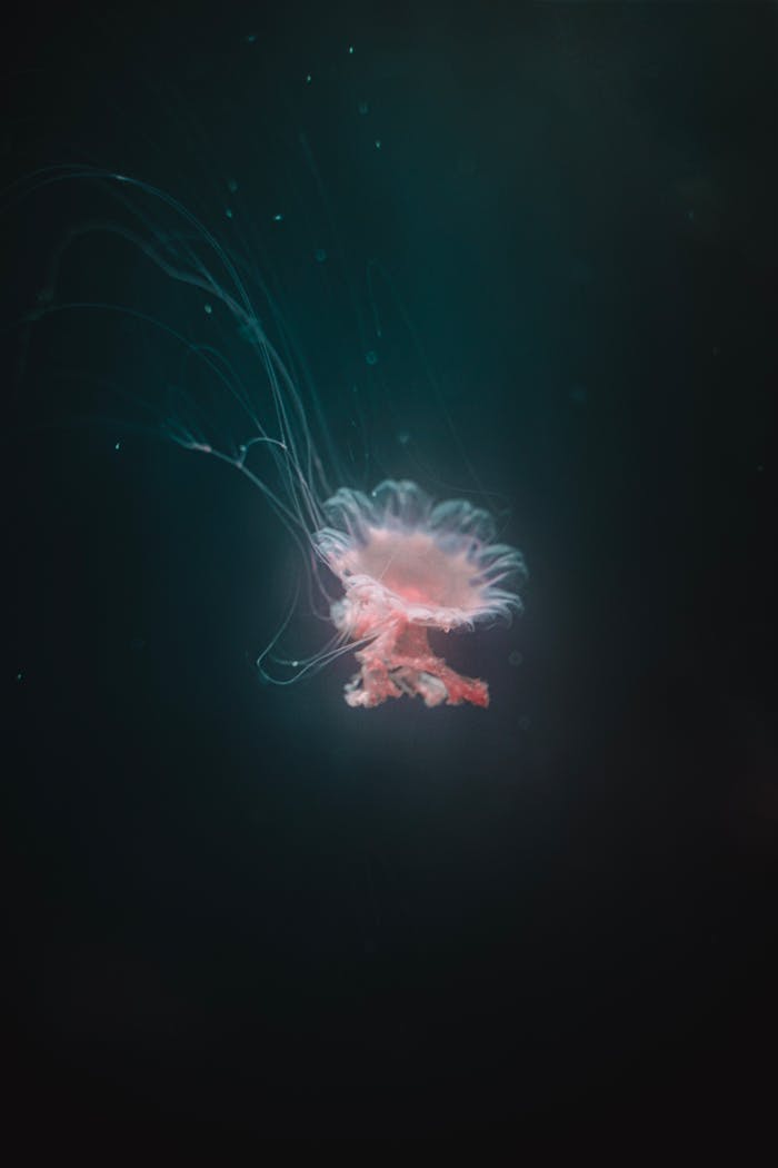 Ethereal jellyfish drifting gracefully in the dark ocean depths, showcasing translucent beauty.