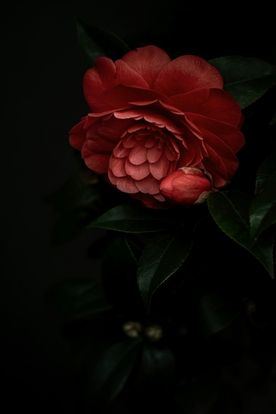 camellia