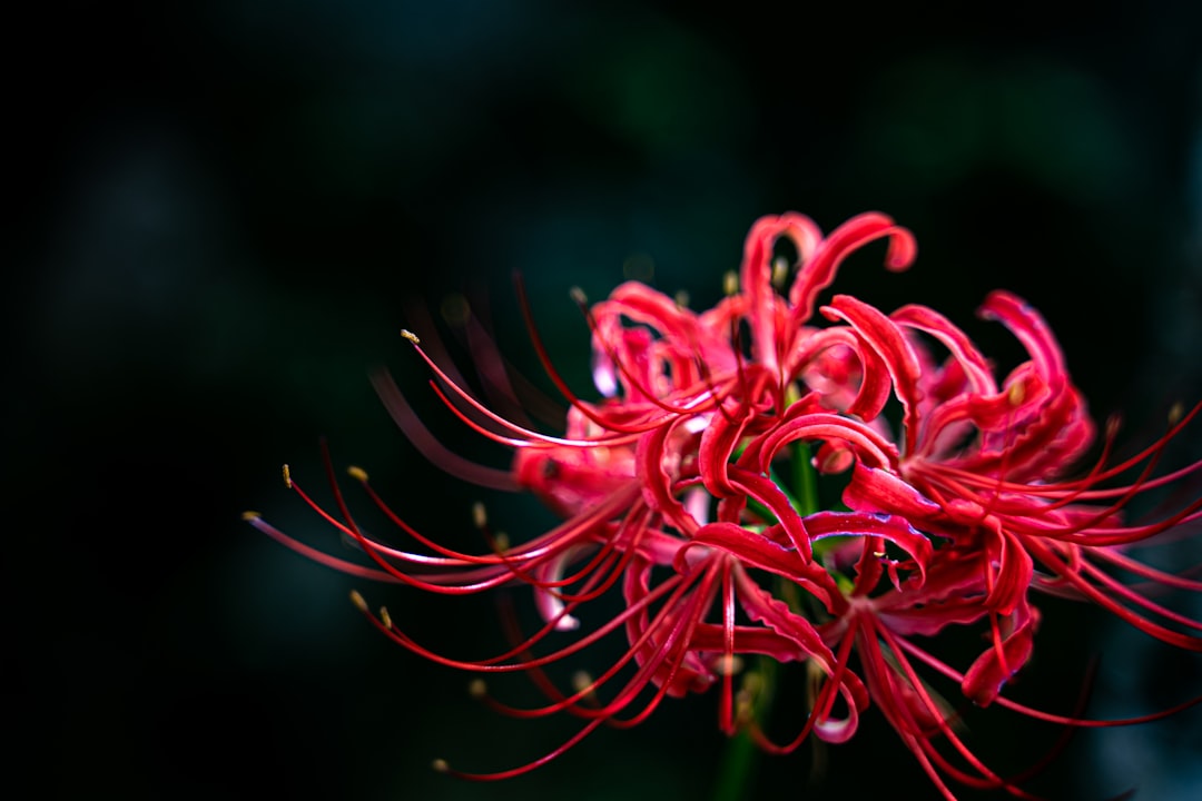 Red Spider Lilly