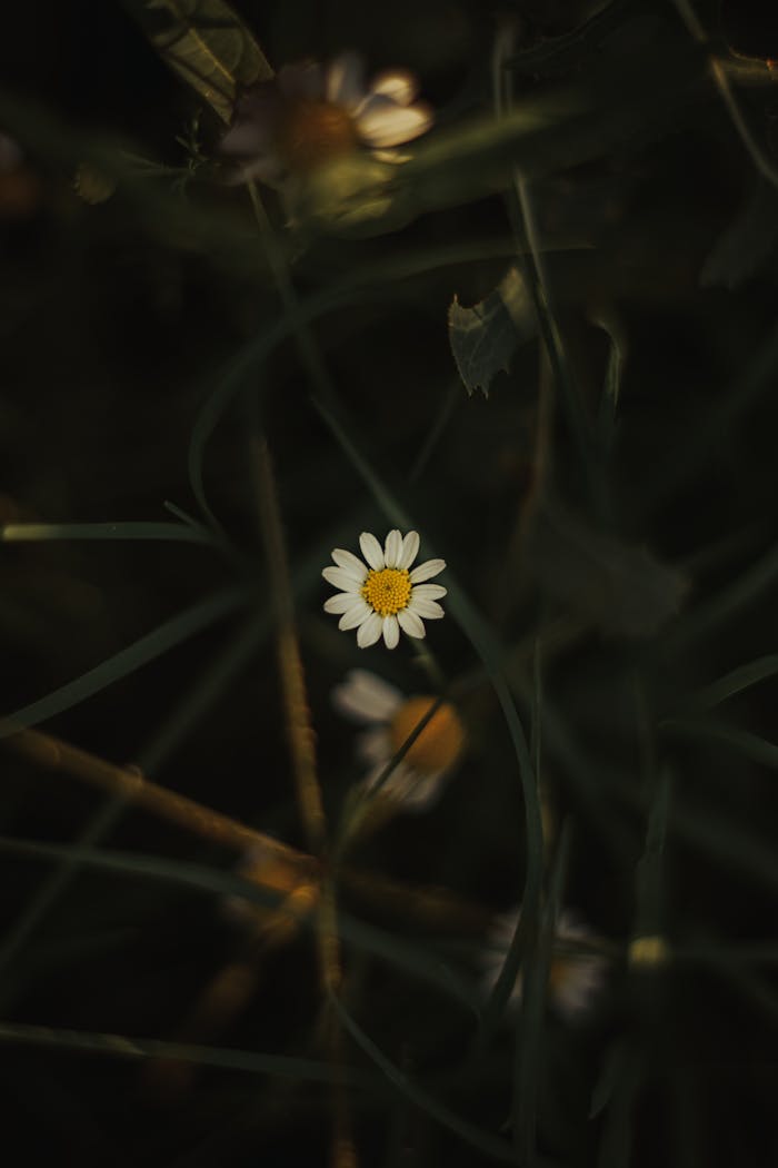 A single daisy in focus against a dark background, showcasing delicate petals.