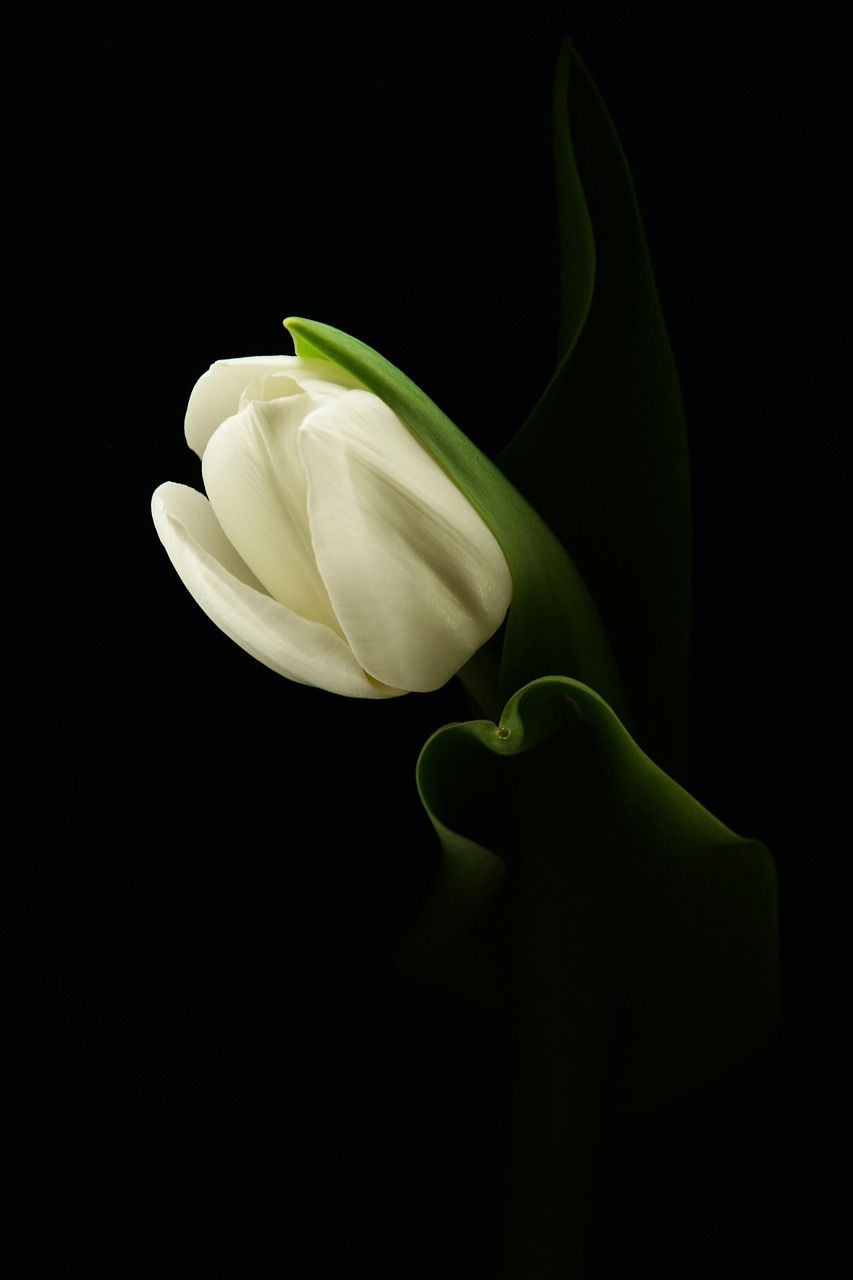 project-01-a tulip, flower, flower background, plant, spring, white tulip, white flower, leaf, nature, bloom, beauty, flower wallpaper, dark, beautiful flowers, closeup