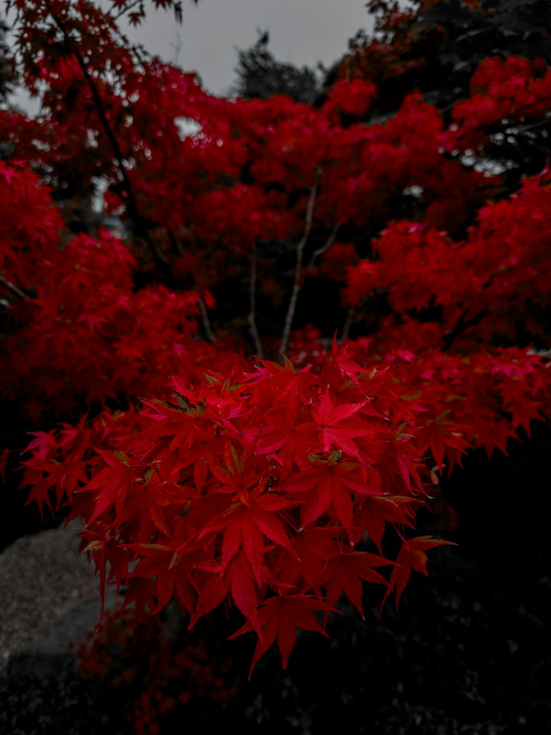 project-02-c Red leaves during autumn